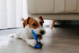 Dog chew toys