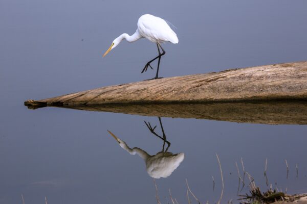 golden triangle tour with ranthambore