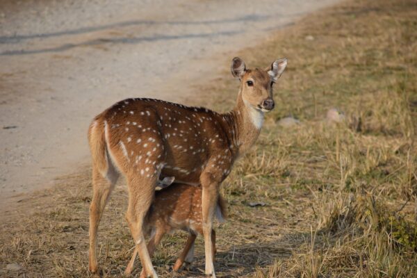 jim corbett resorts