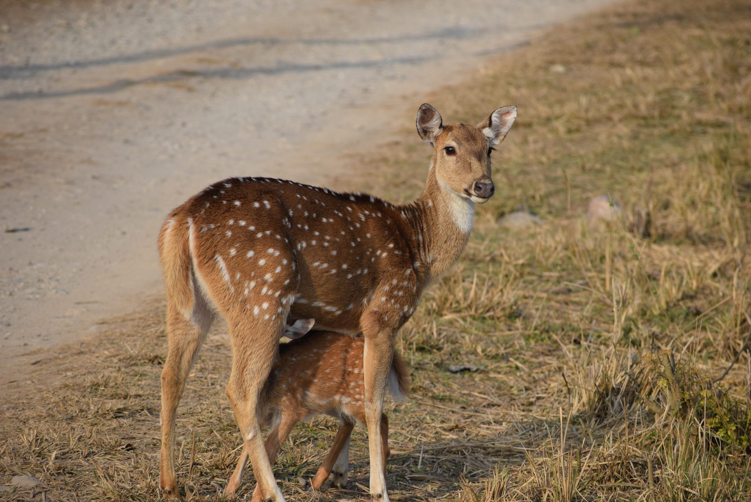 jim corbett resorts
