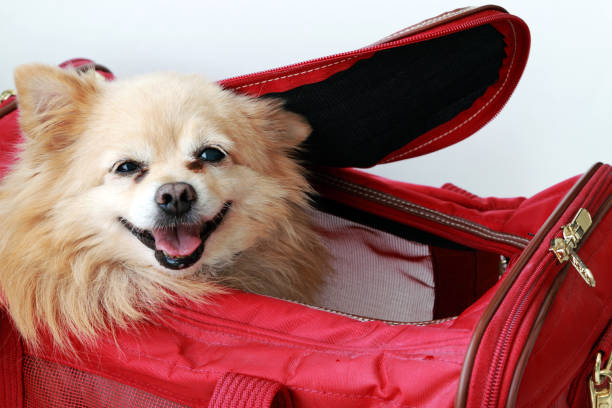 bag puppy