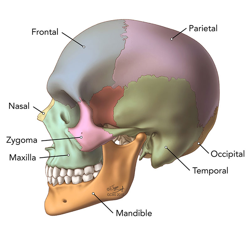 Cranial Bones