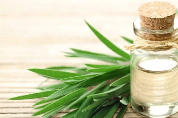 Tea Tree Oil Bulk Suppliers
