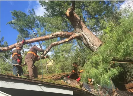 Emergency Tree Services: Quick Response Tips