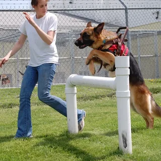 Dog Trainer Service Suwanee GA