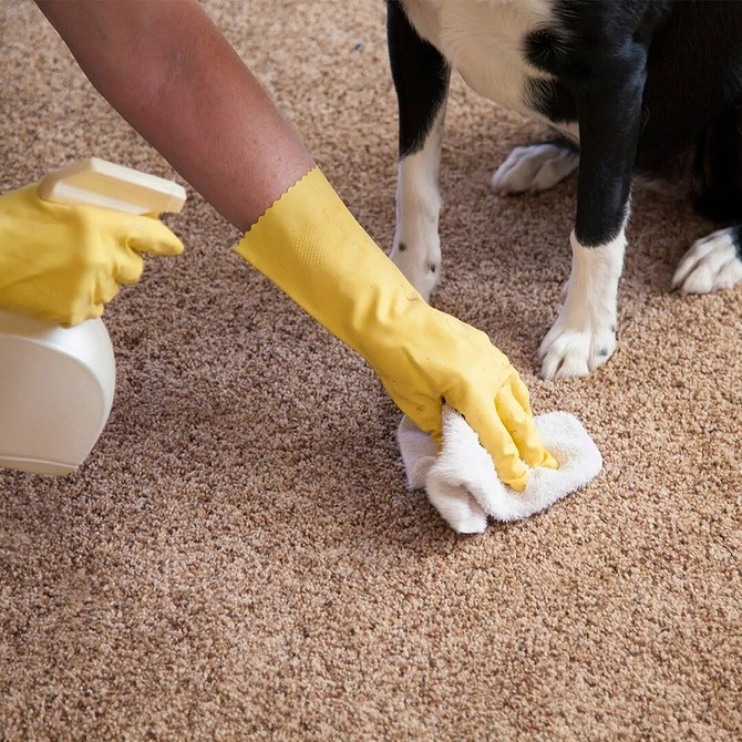 Pet Stain & Odor Removal