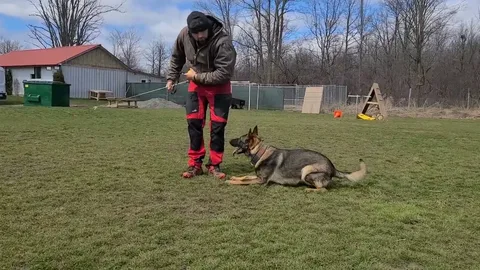 dog obedience training